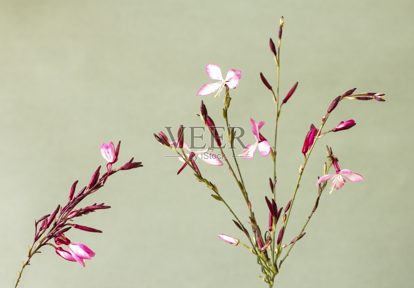 开花照片摄影图片