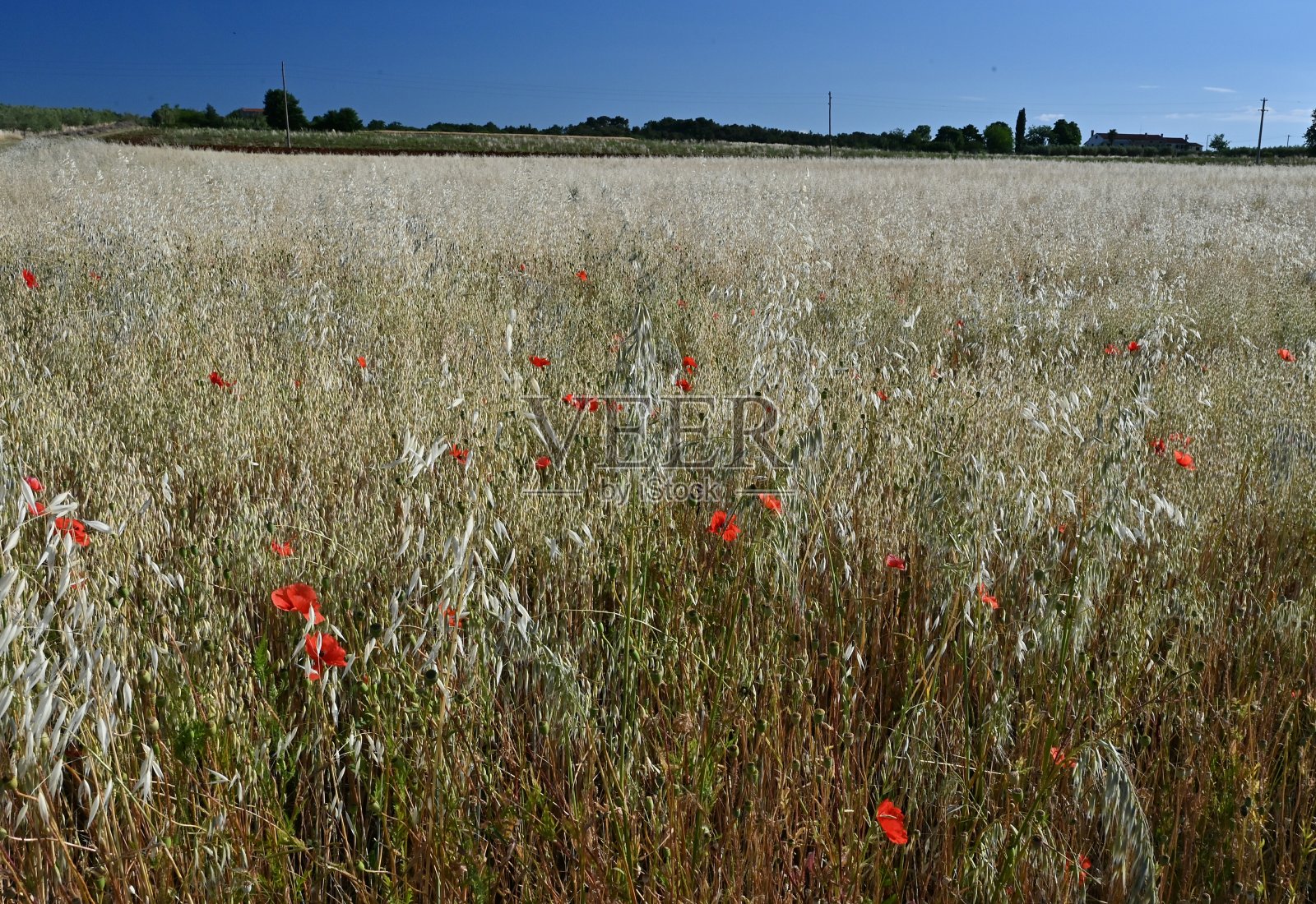 草坪上的Poppy照片摄影图片