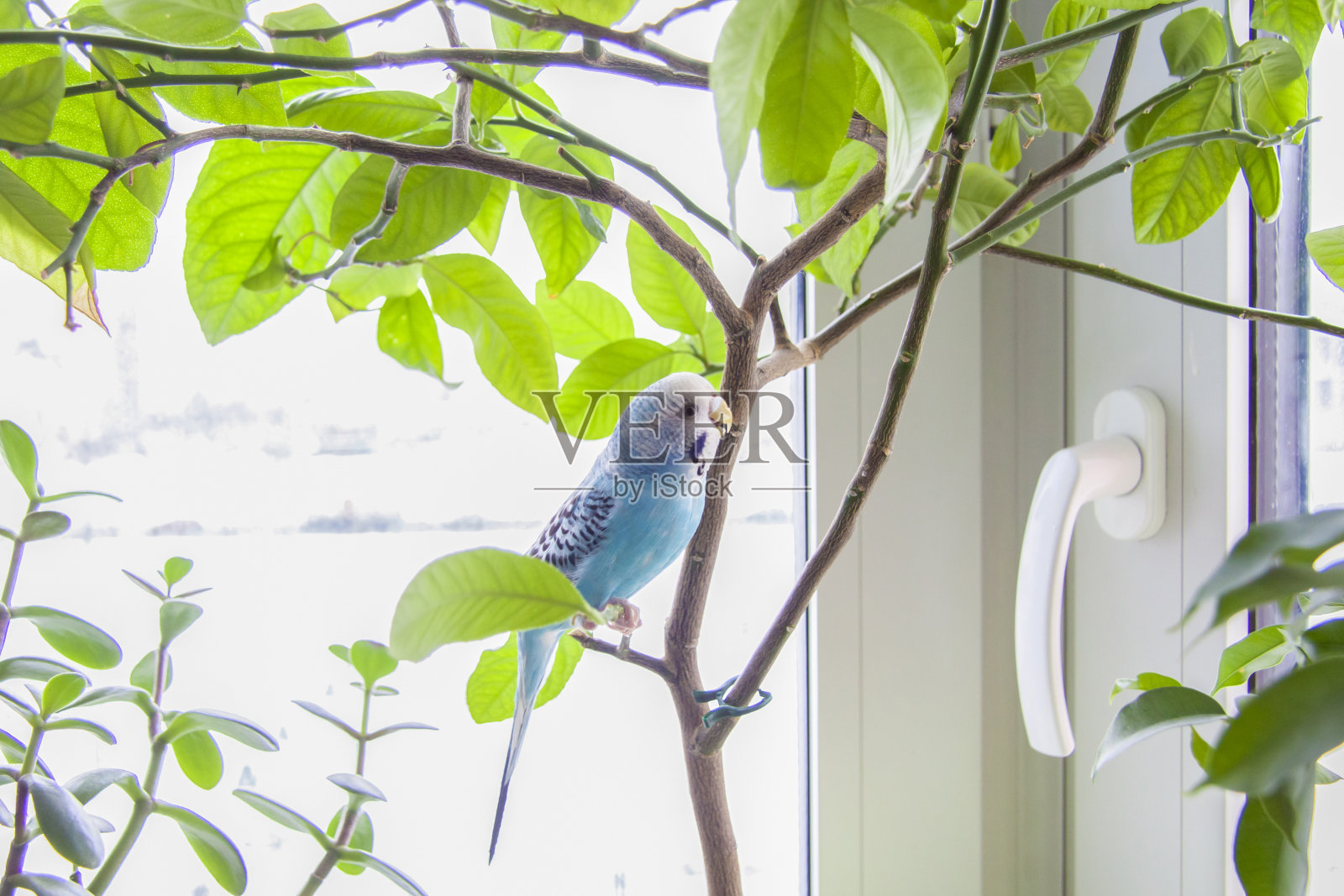 一只美丽的蓝色虎皮鹦鹉没有笼子。照片摄影图片