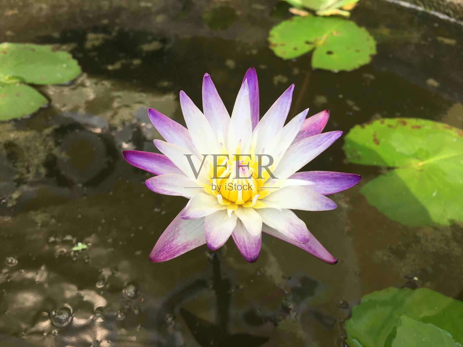 盆中盛开着白莲花照片摄影图片