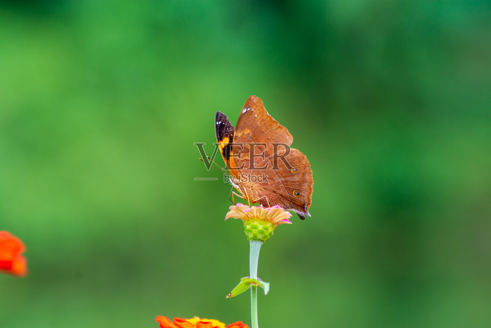 蝴蝶照片摄影图片