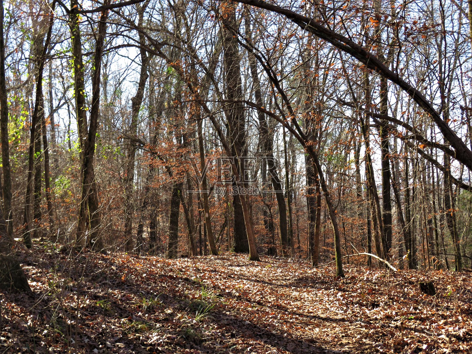 一排拱形的树照片摄影图片