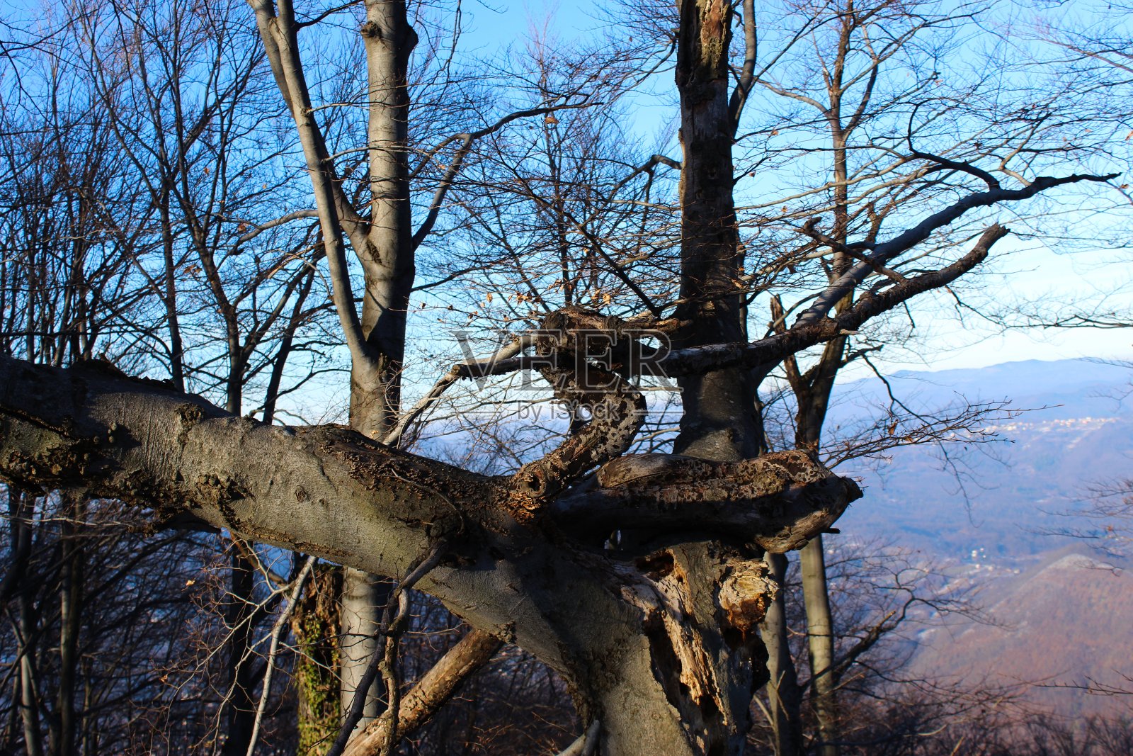 树的样子很奇怪。这棵树的树枝向奇怪的方向伸展。树木和树枝的外观不寻常。照片摄影图片