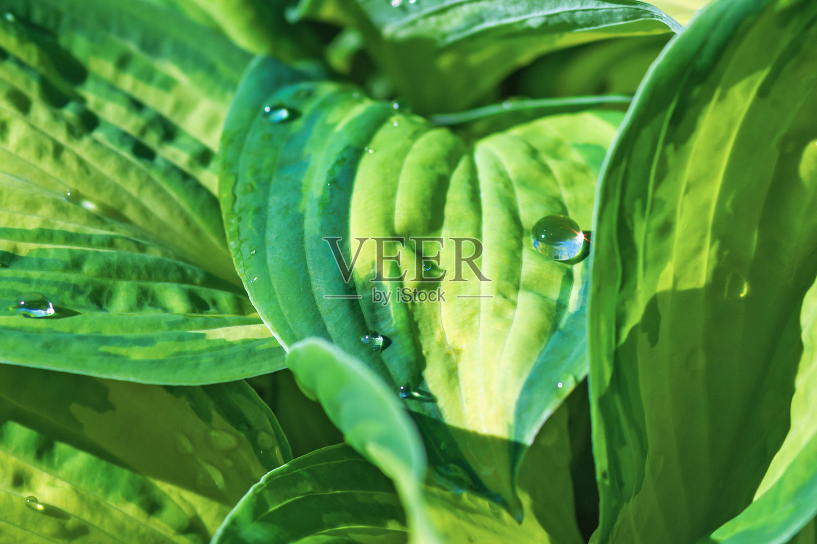 绿色植物的叶子上有水滴照片摄影图片