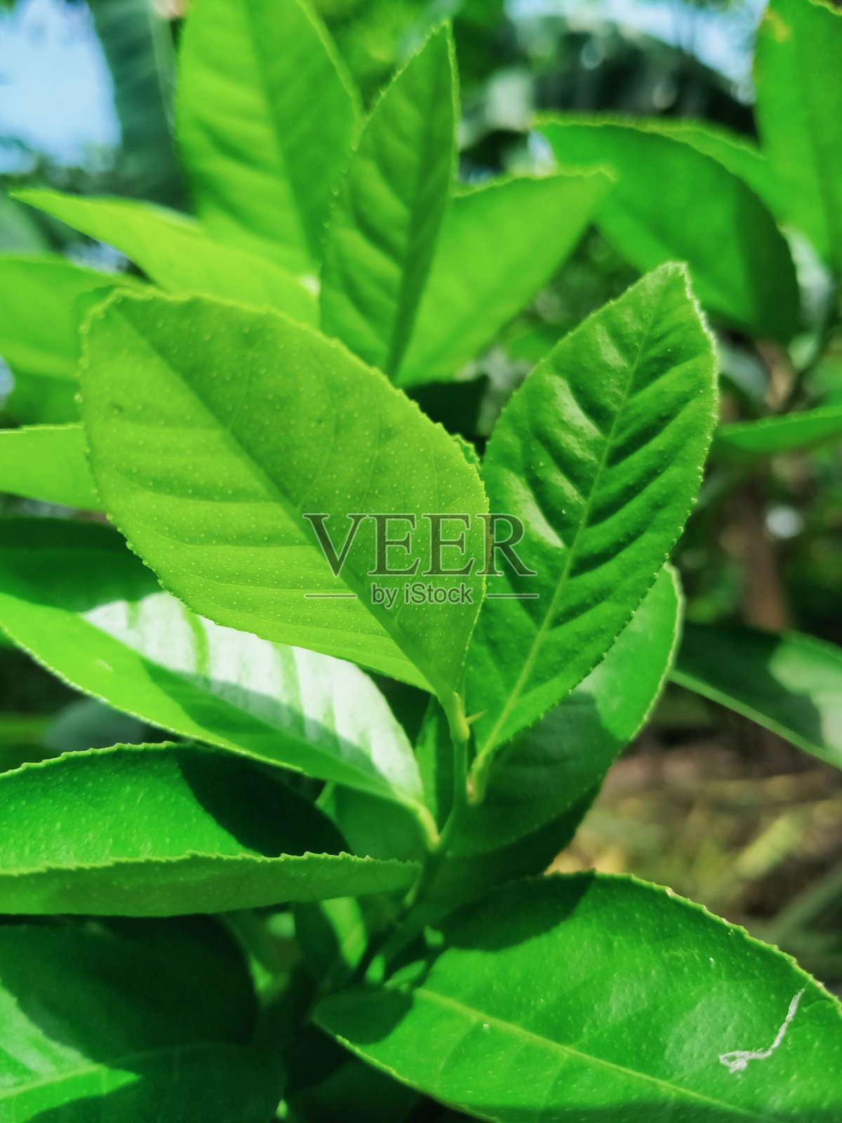 植物照片摄影图片