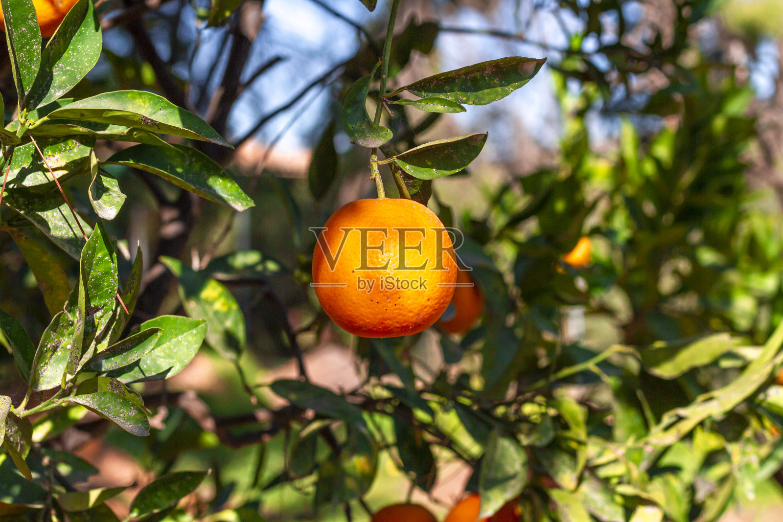 准备在橘子树上收获的橙子照片摄影图片