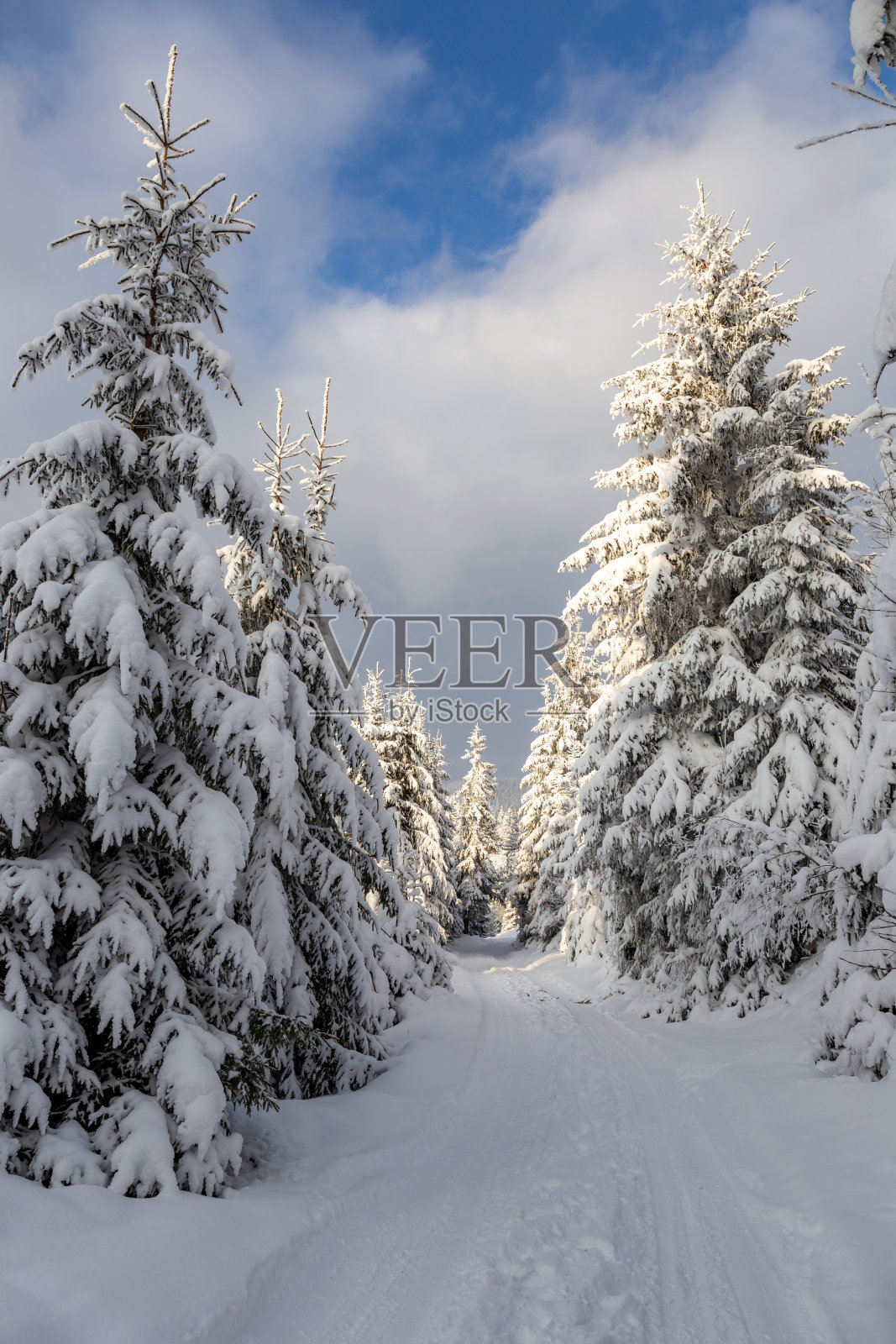 欧洲,罗马尼亚,特兰西瓦尼亚,Pangarati峰,树木被大雪覆盖照片摄影图片