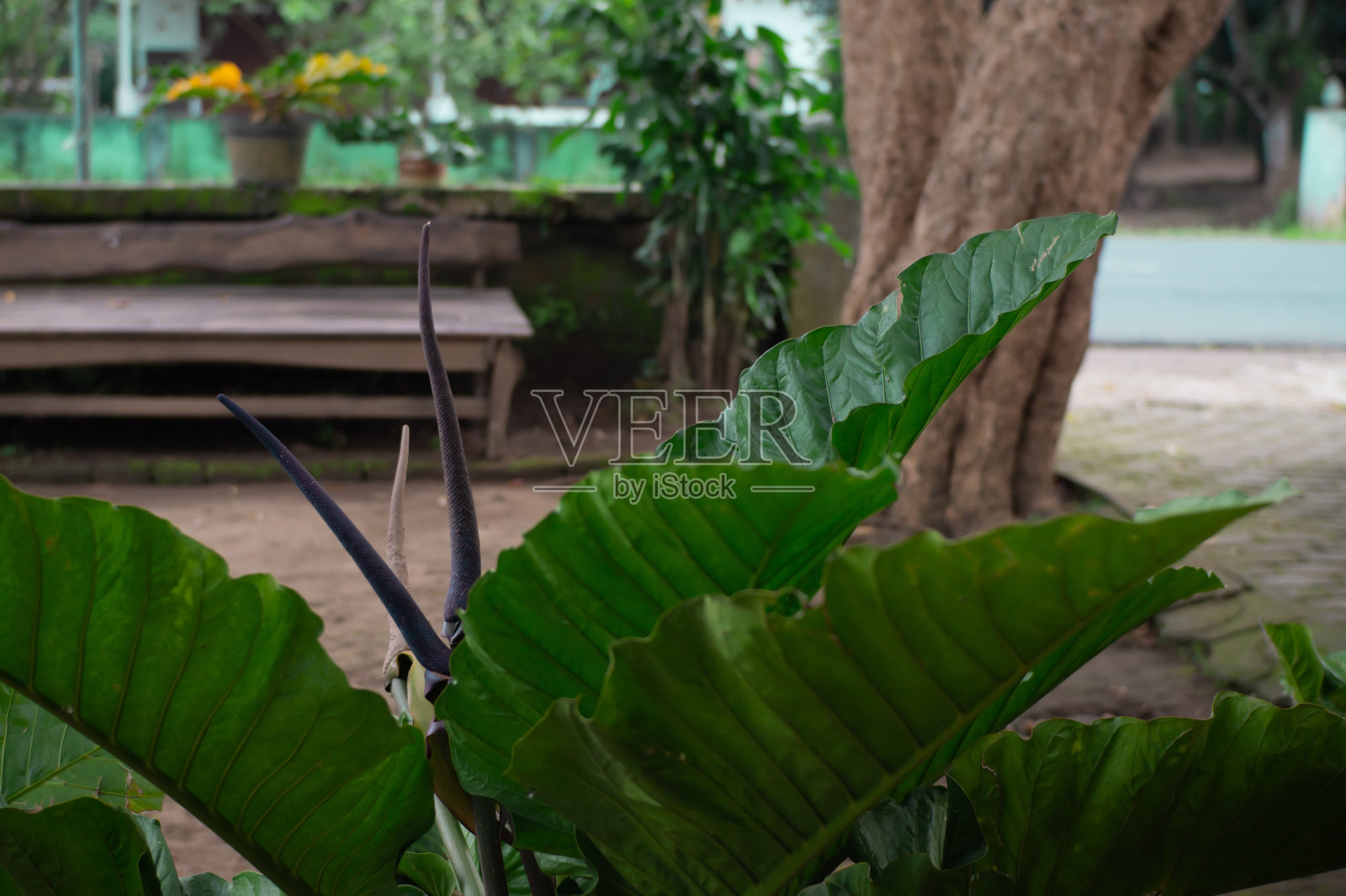 装饰植物照片摄影图片