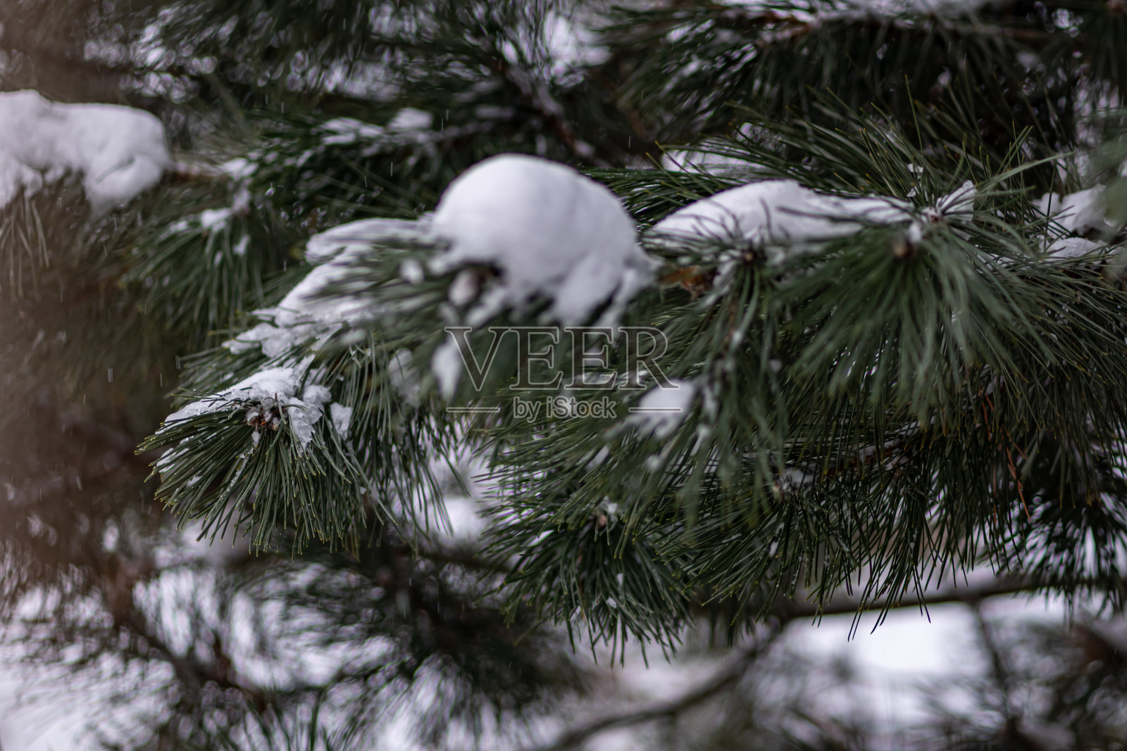 松树上的雪松叶子照片摄影图片