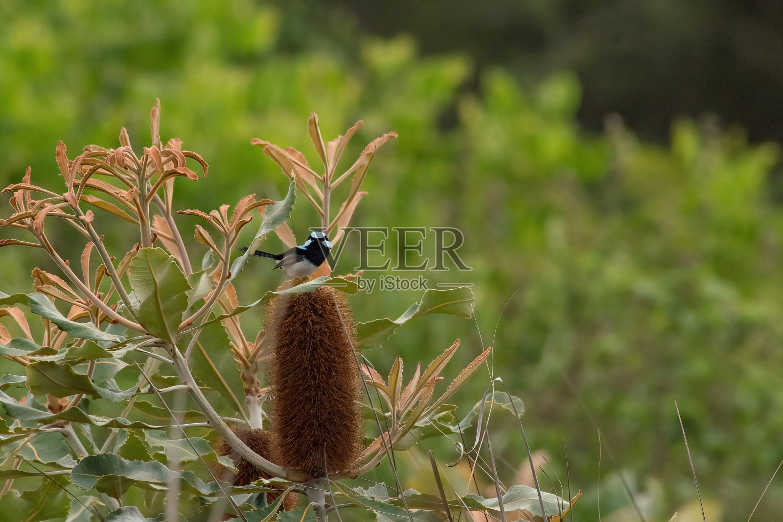 班克斯植物上的雄性极好的鹪鹩照片摄影图片