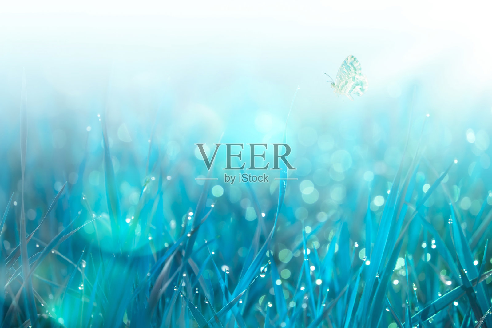 带露珠的草和飞舞的蝴蝶。柔和的自然背景在蓝色。春天早晨的野草地。带有复制空间的横幅照片摄影图片