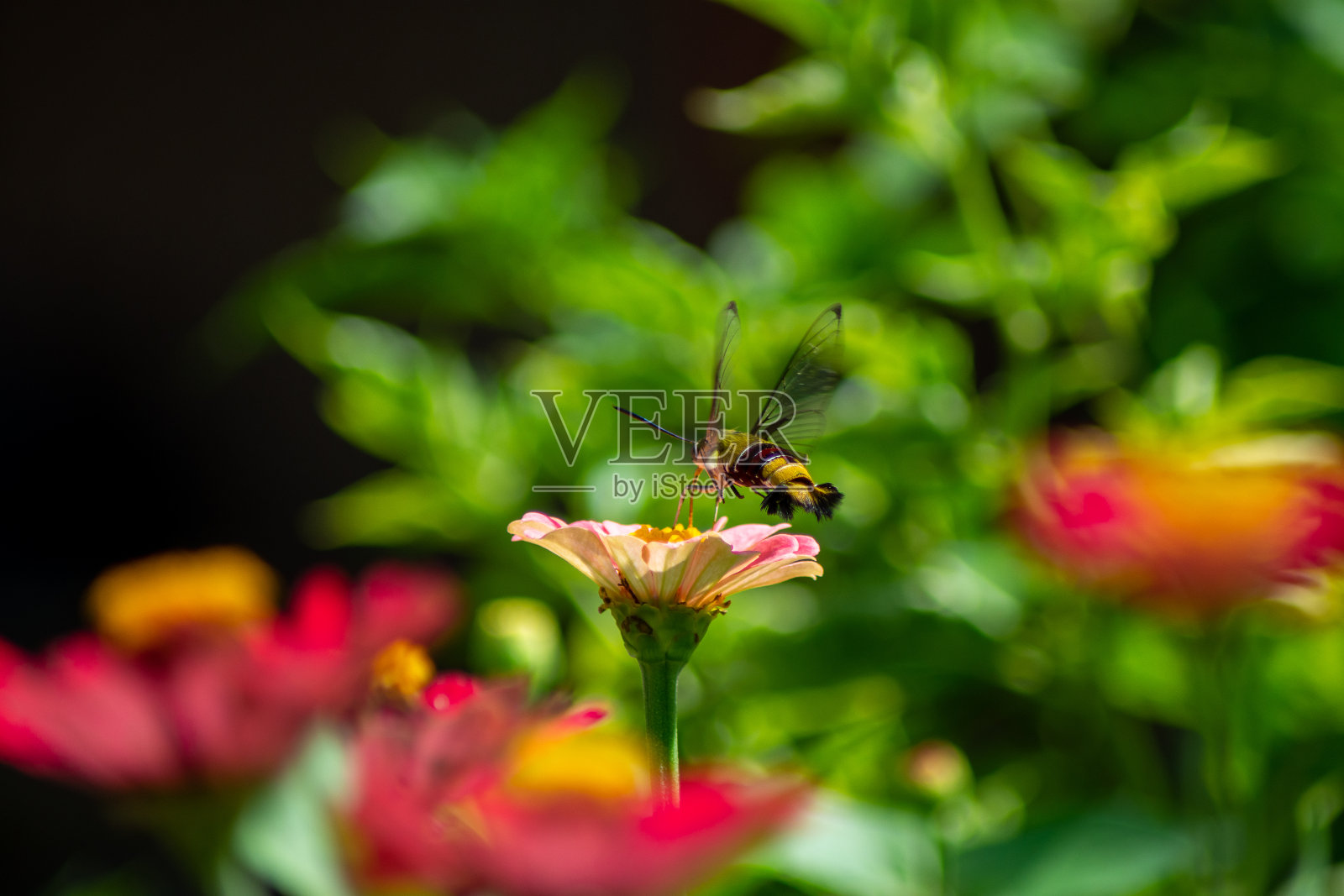 洋甘菊微距在夏季春野上以蓝天为背景,伴着阳光和一只飞舞的蝴蝶,大自然尽收眼底。夏季自然景观与复制空间。照片摄影图片