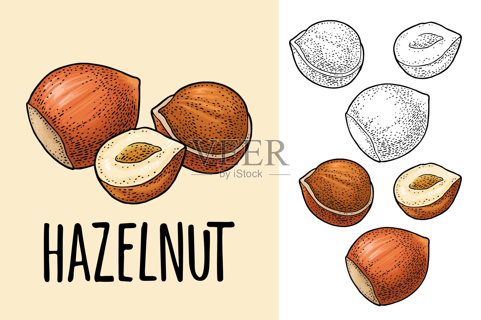 整粒或半粒榛果和绿叶。向量现实的图标。插画图片素材