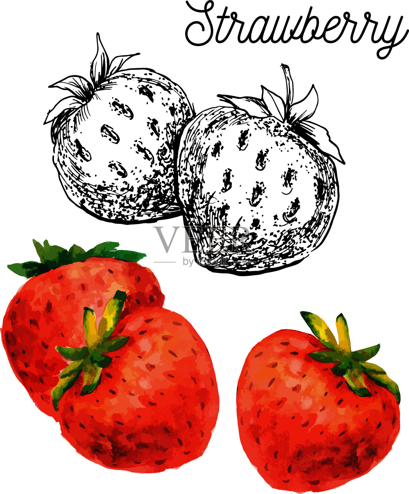 水彩黑草莓枝上的白色插画图片素材