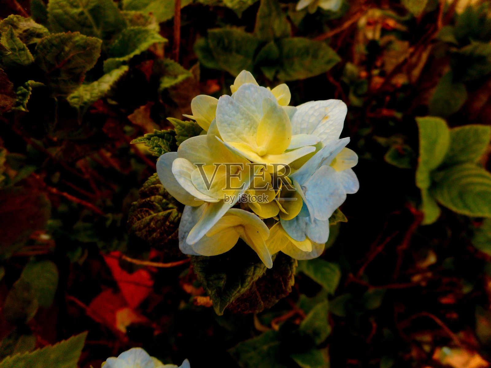 绣球花植物绣球花-绣球花照片摄影图片