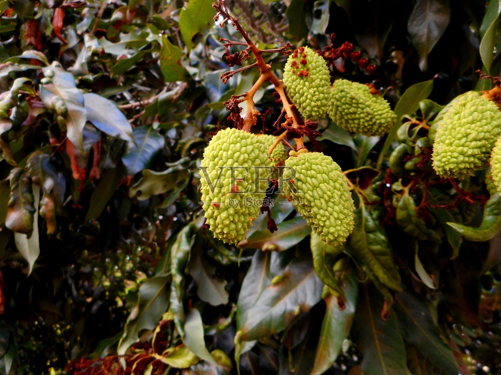 水果植物荔枝照片摄影图片