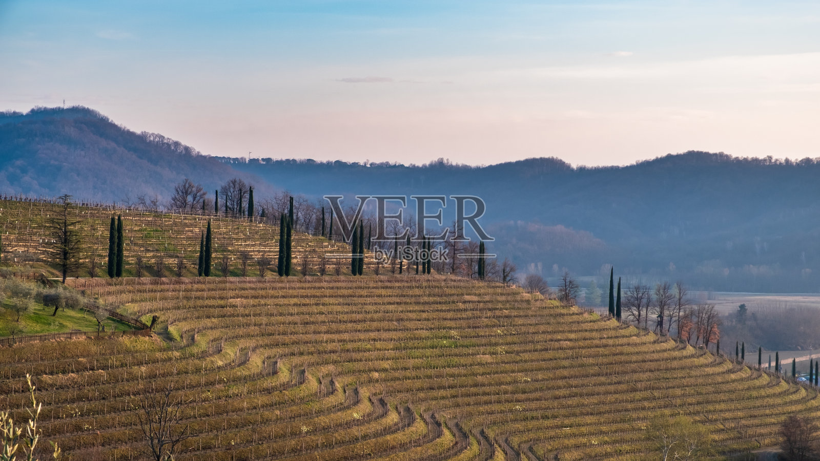 科利奥·弗乌拉诺葡萄园里的春日落日照片摄影图片