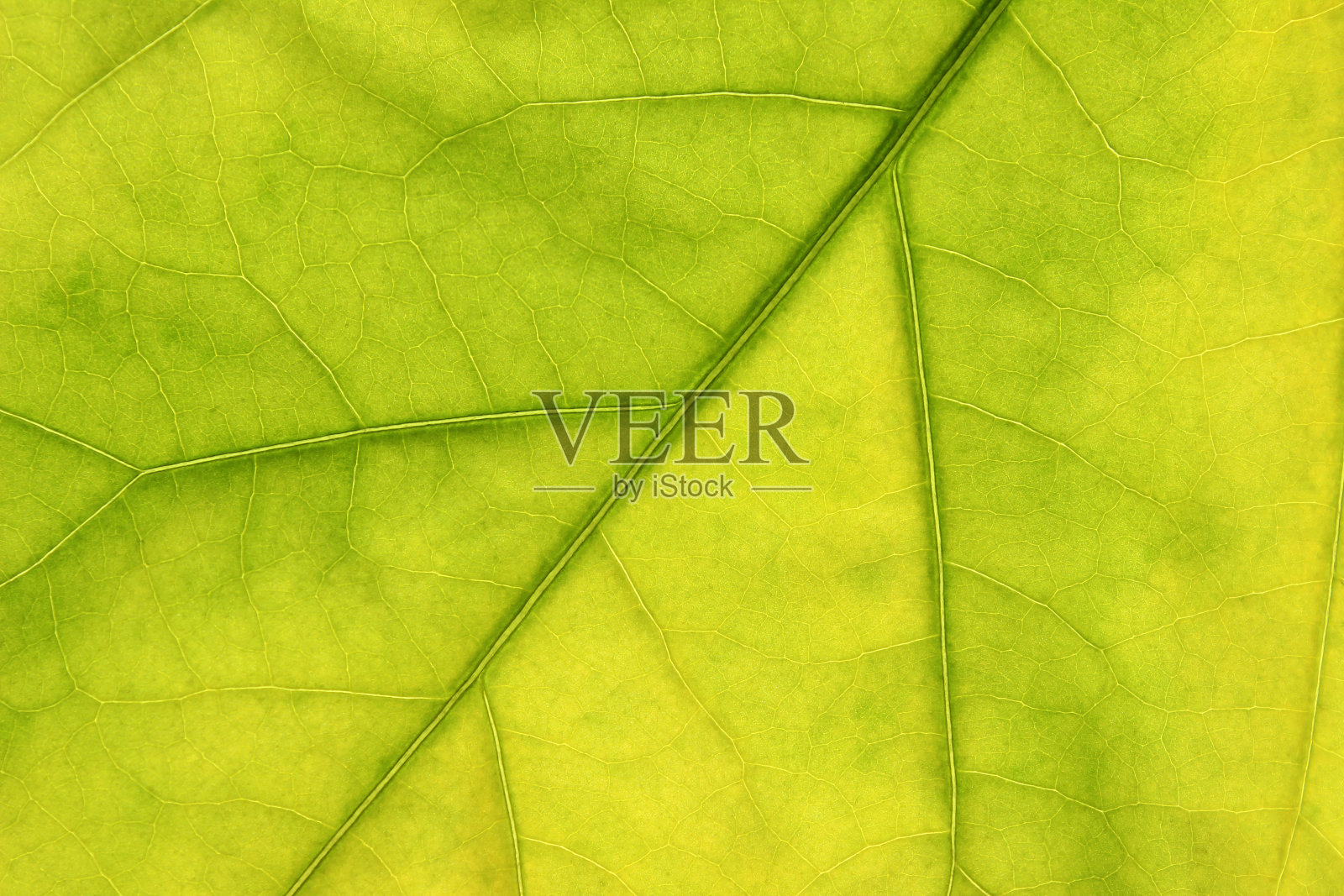 叶片鲜绿,肋和叶脉照片摄影图片