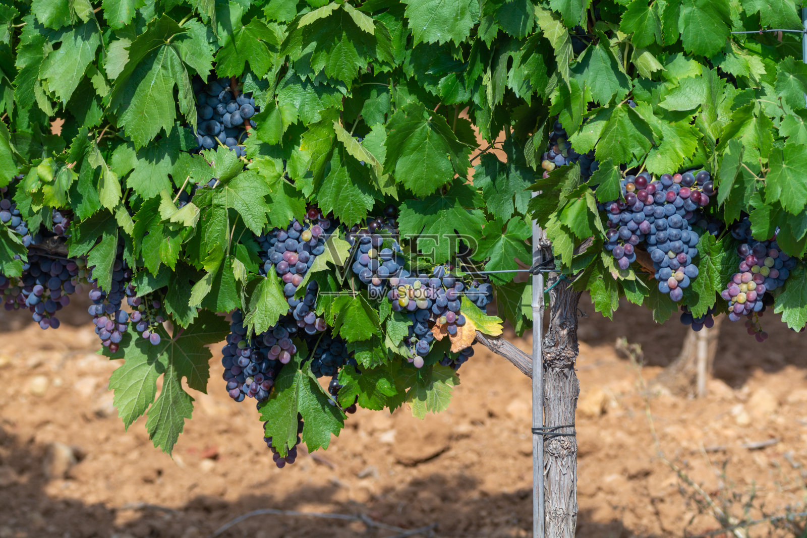 成熟的黑色或蓝色西拉或歌海娜葡萄,用于酿造玫瑰或红葡萄酒准备在普罗旺斯地区的葡萄园收获,法国南部普罗旺斯地区照片摄影图片