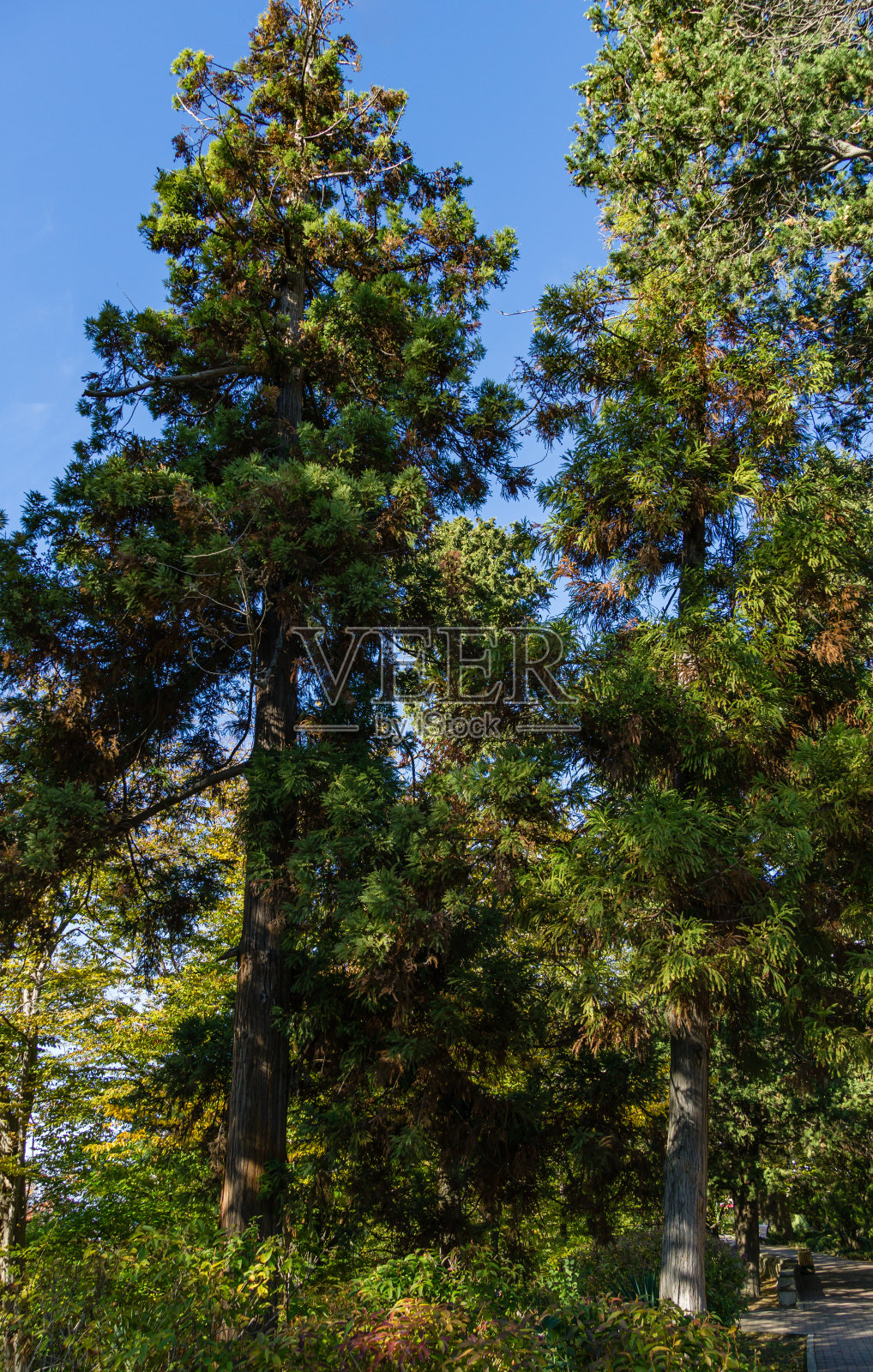 大而老的日本柳杉,日本杉木(日本雪松)或日本柏树在索契滨海大道。俄罗斯南部著名的度假胜地。照片摄影图片