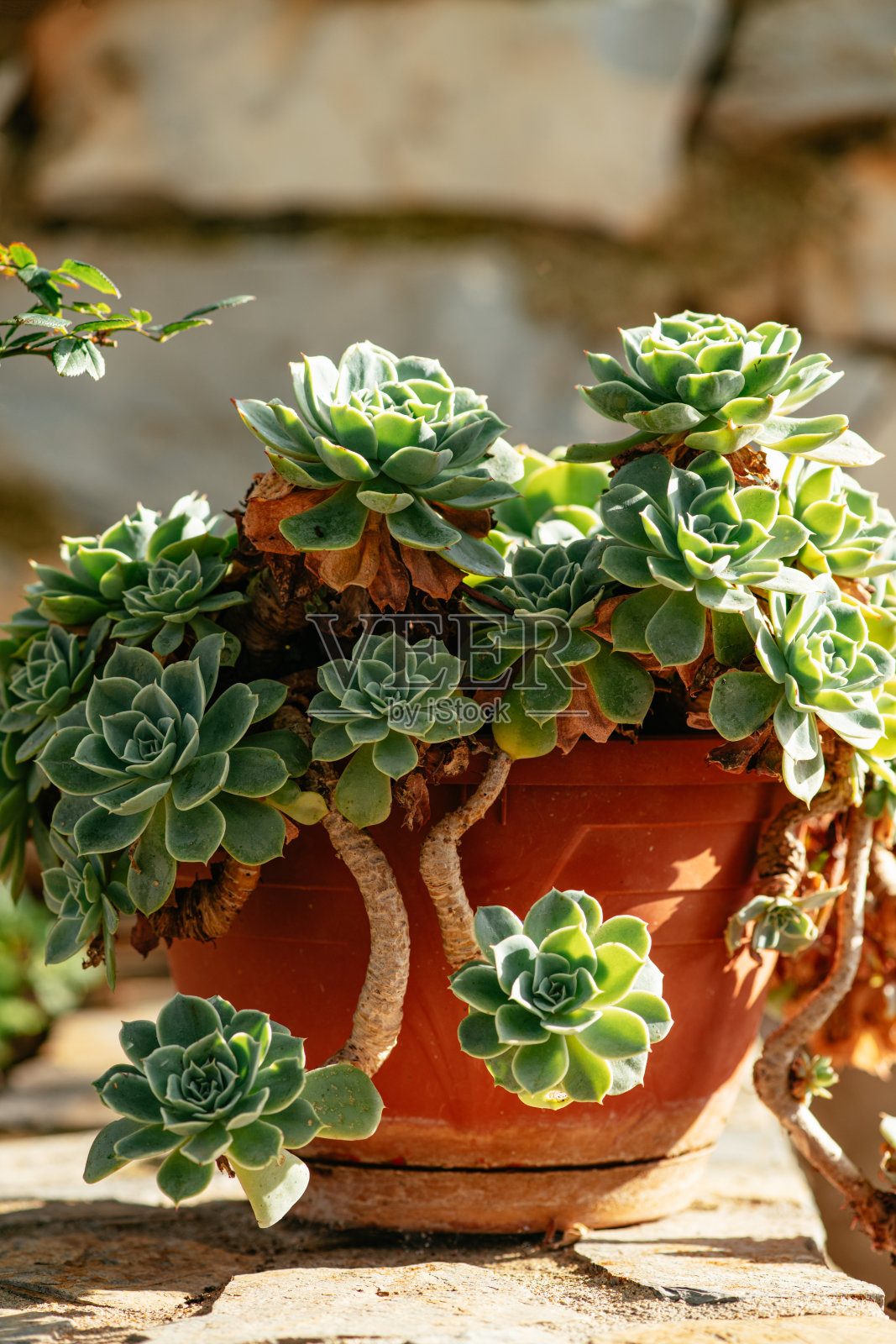 花园里花盆里的多肉植物照片摄影图片