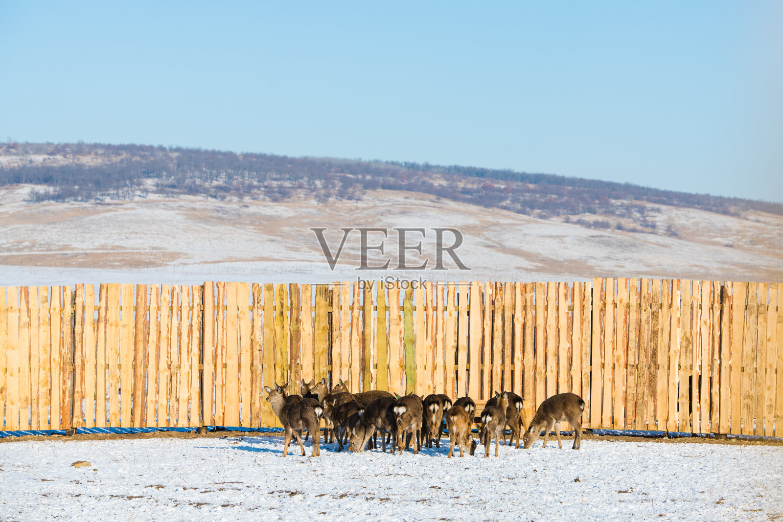 冬天,动物农场上的斑点鹿照片摄影图片