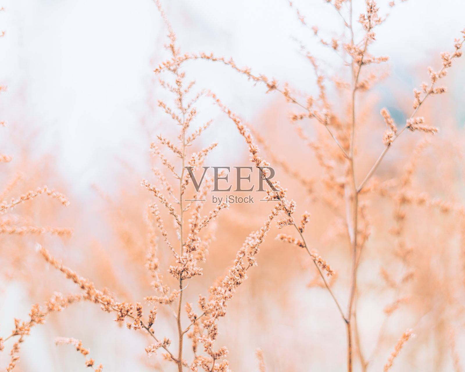 花照片与小干花落新妇在光的背景,冬天的背景照片摄影图片