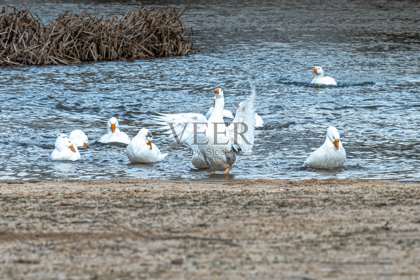 在人造海滩的沙滩上,白鹅从河里出来,一只鹅拍打着翅膀照片摄影图片