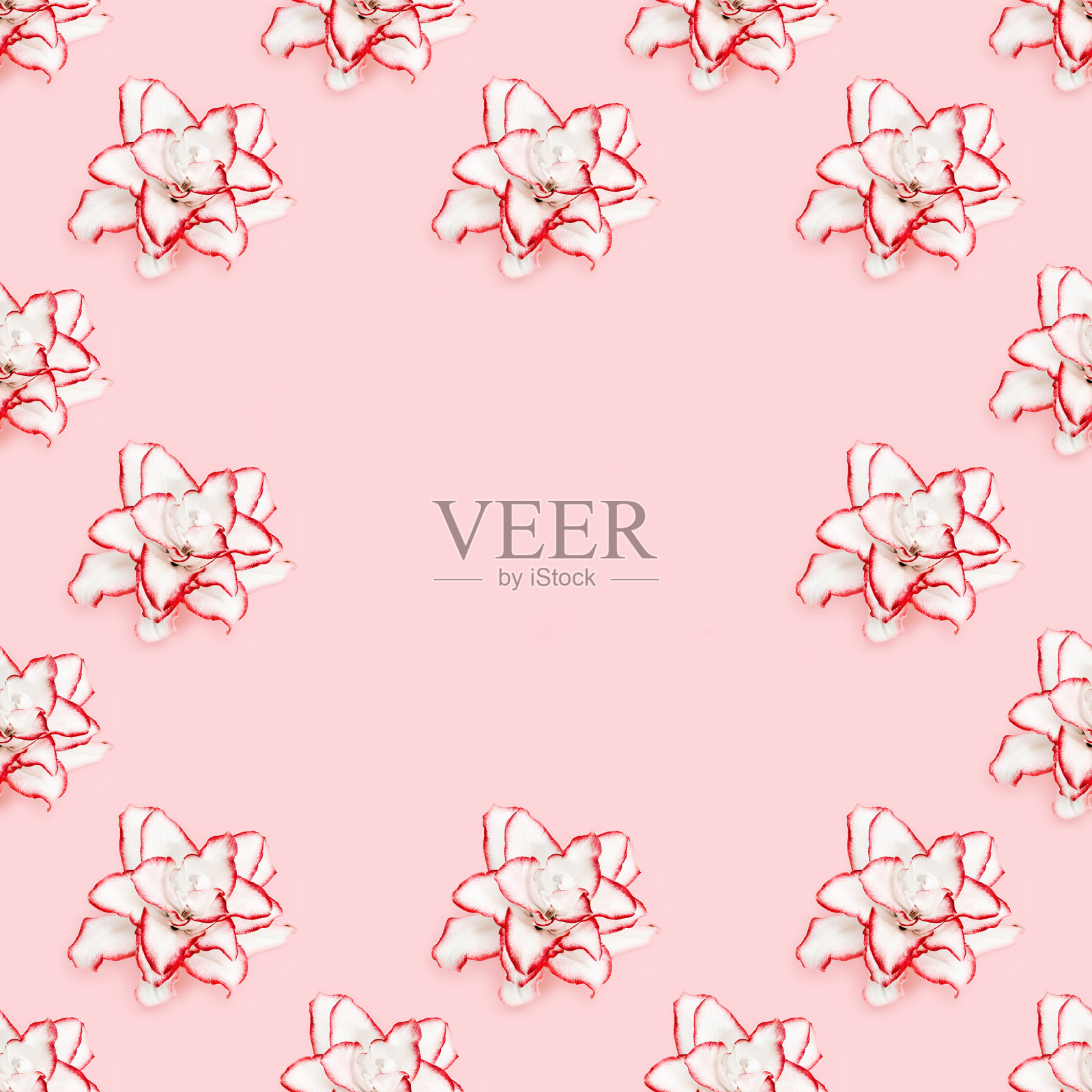 框花从白色百合花与红色边框,牡丹百合在粉红色的背景照片摄影图片