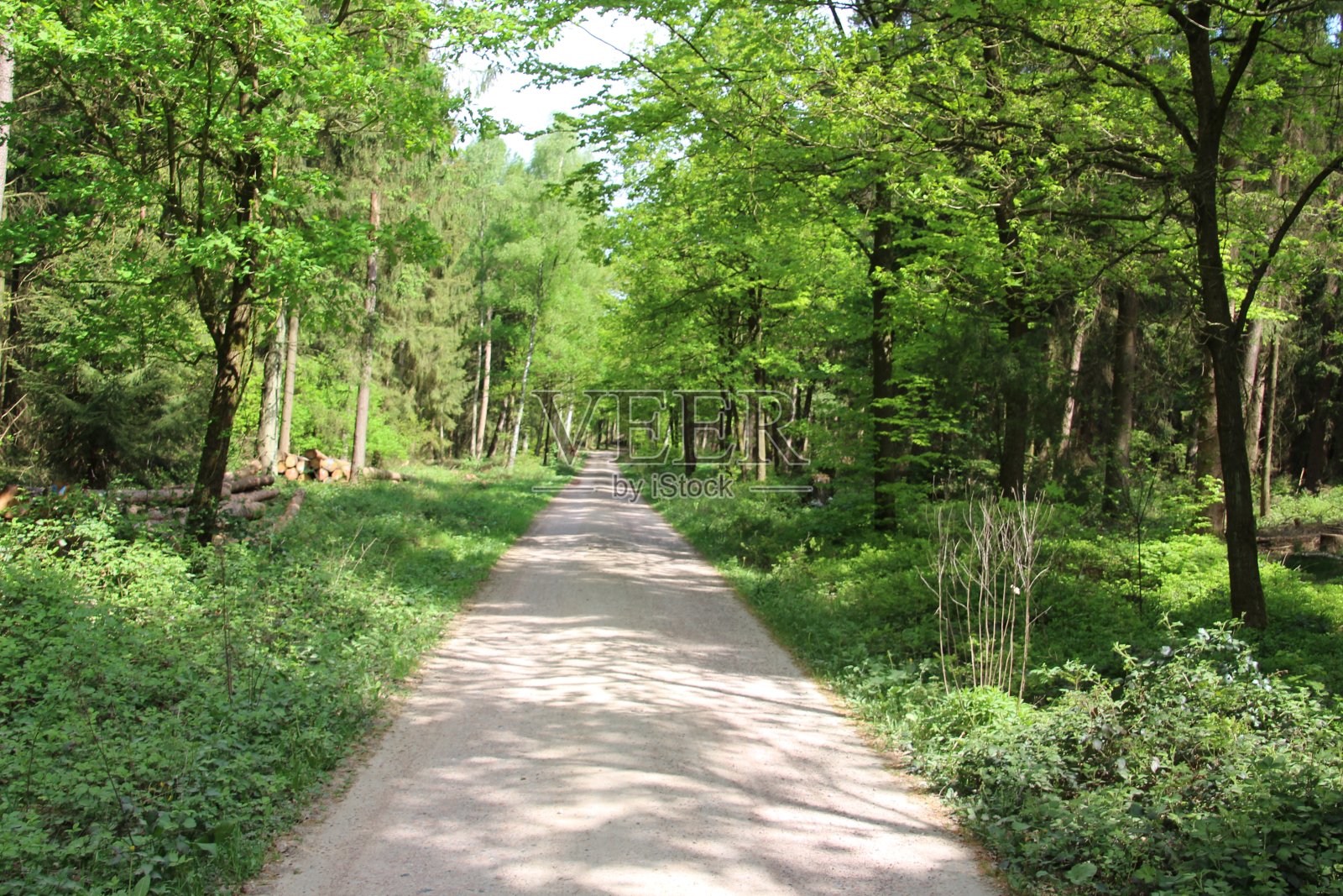 Lüneburg荒原的春天照片摄影图片