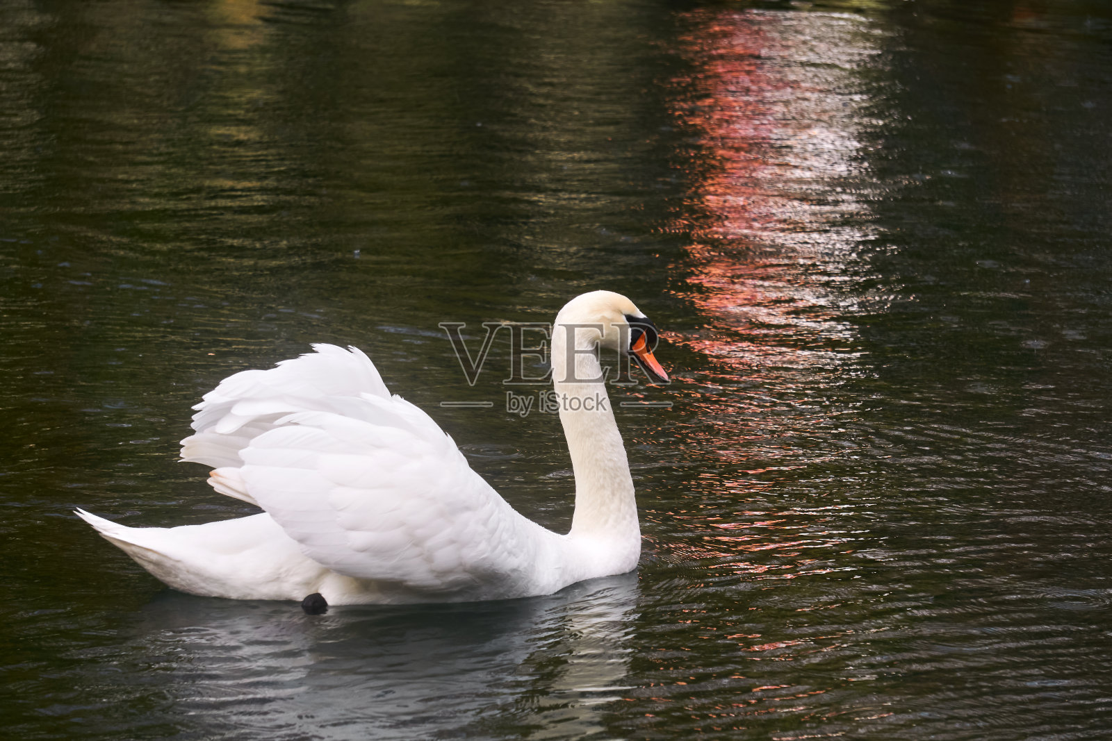 池塘上的白天鹅在水中倒映着城市的灯光照片摄影图片