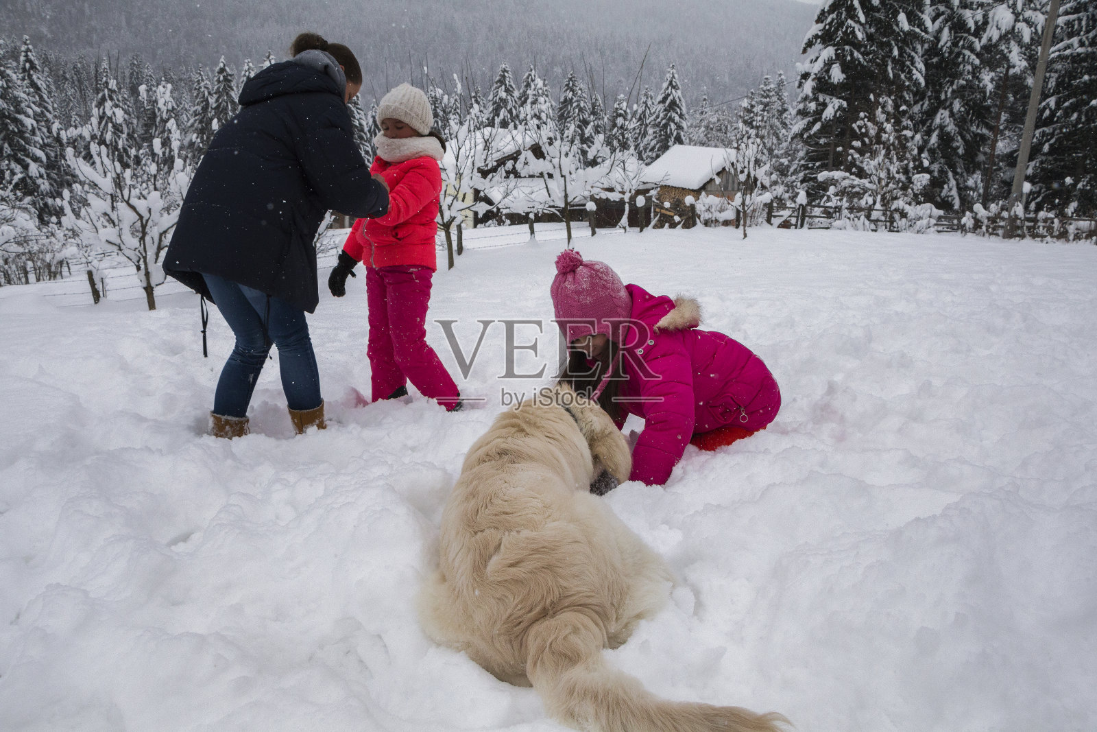 可爱的金毛猎犬在雪地里玩耍照片摄影图片