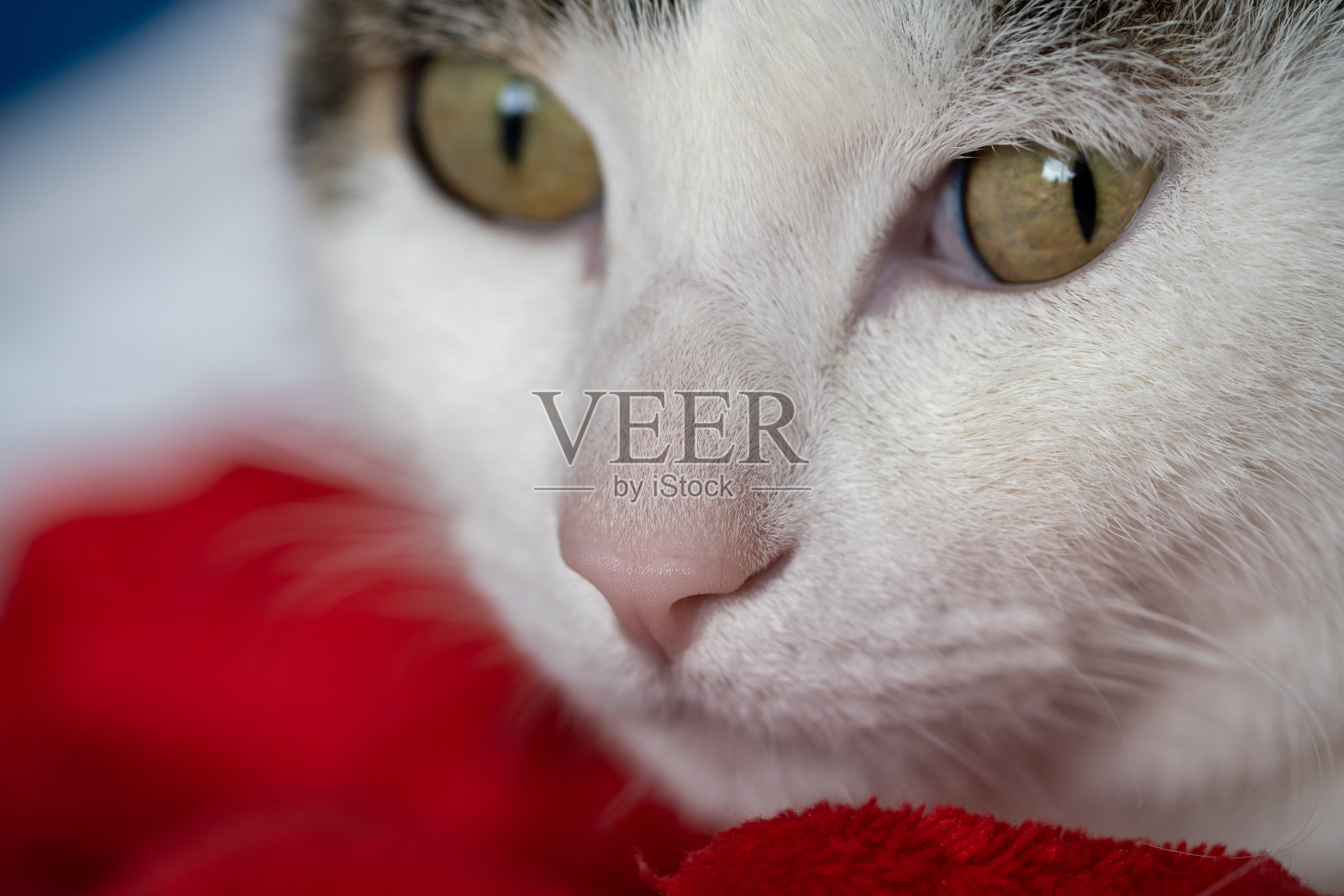 特写的头和鼻子的白猫美丽的眼睛。照片摄影图片