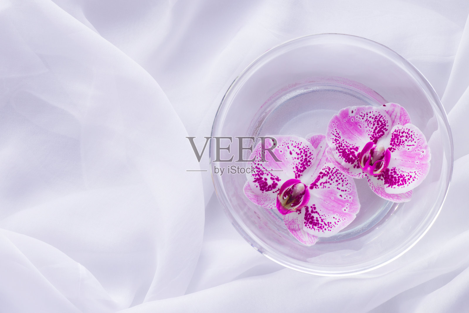 兰花的花照片摄影图片