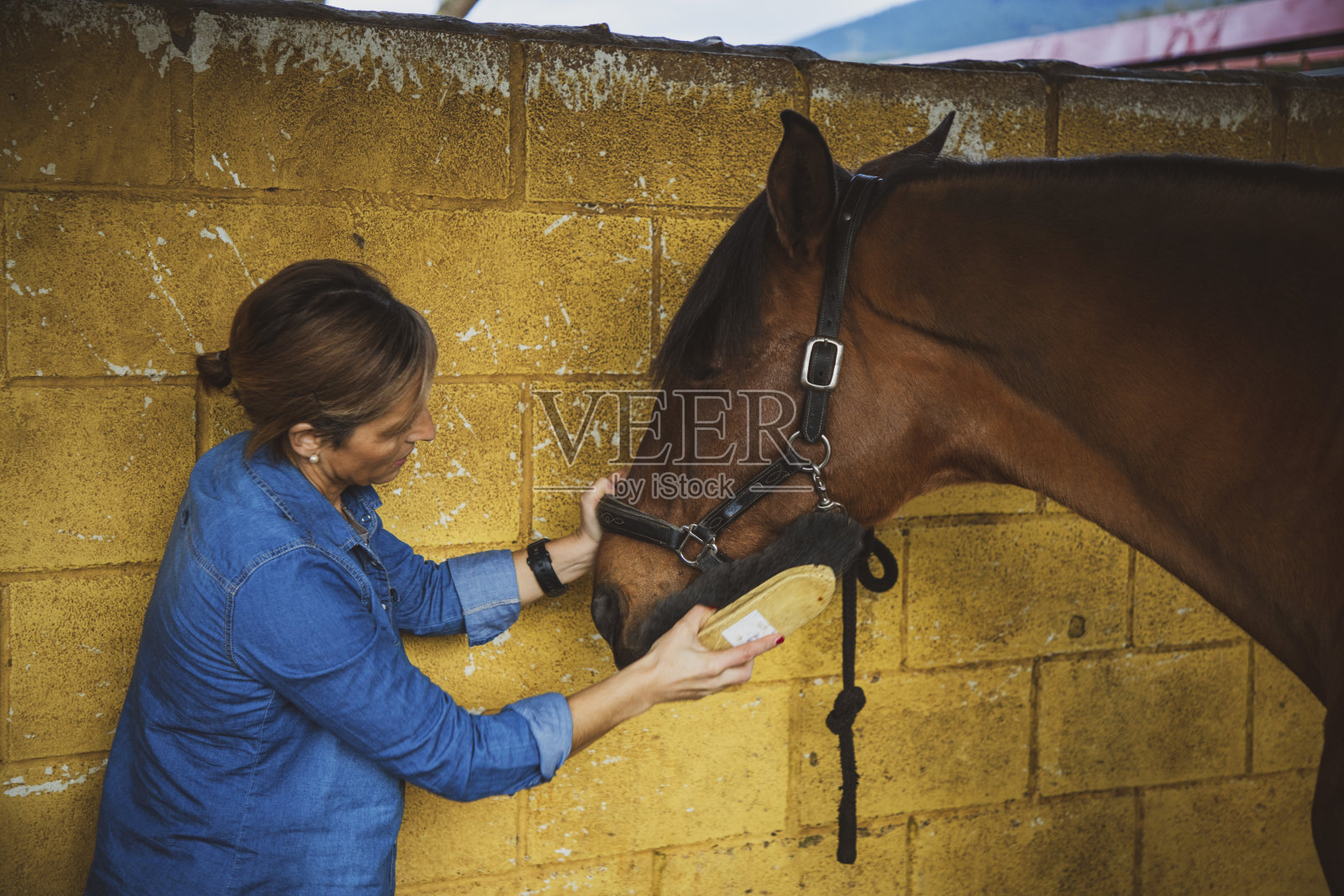 一位妇女在马厩里给她的棕色马梳毛照片摄影图片