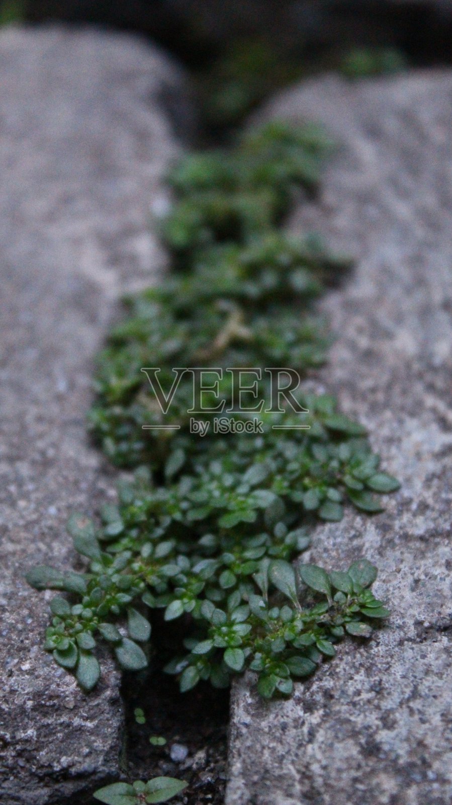 迷你植物照片摄影图片