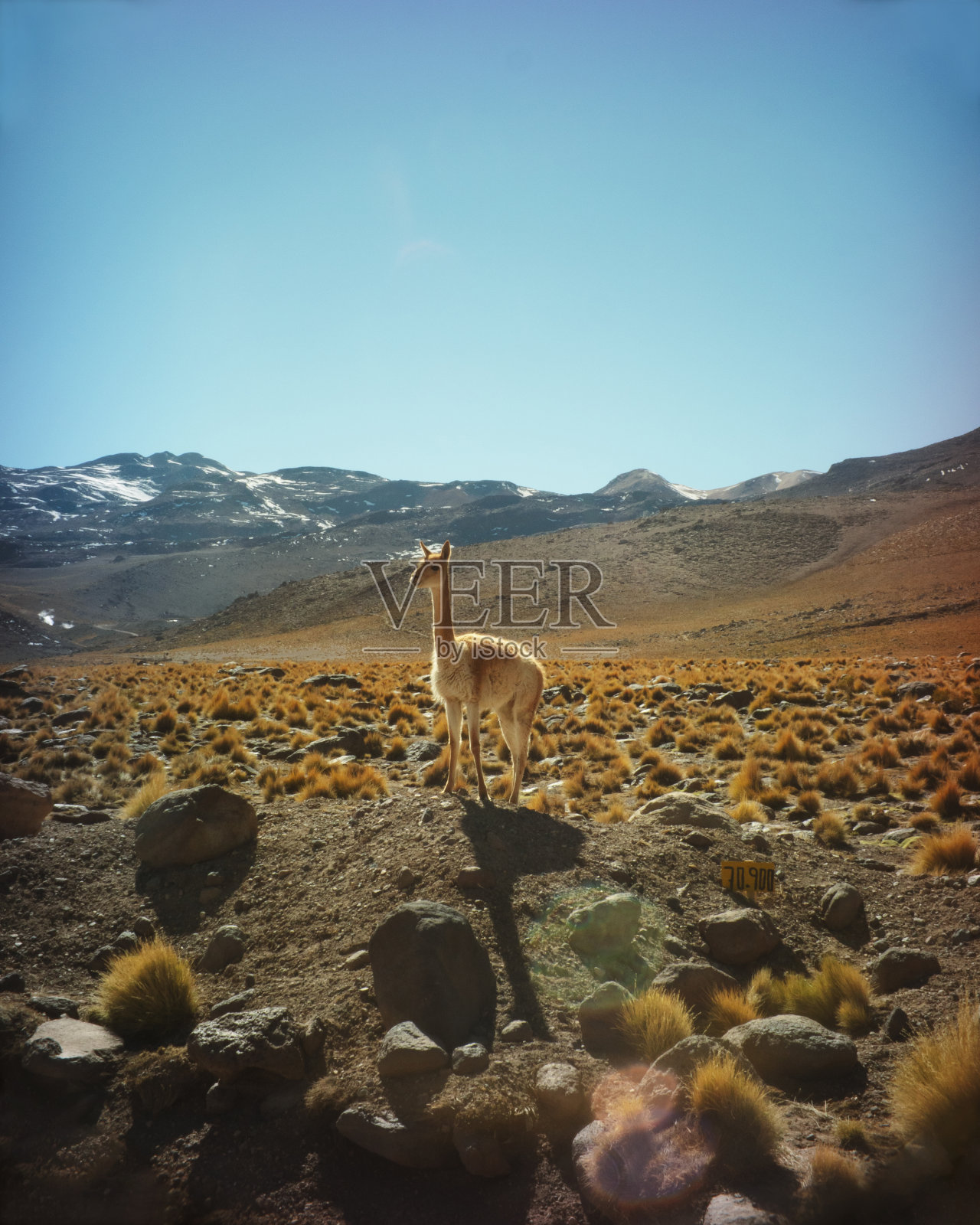 阿塔卡马沙漠的瓜纳科照片摄影图片