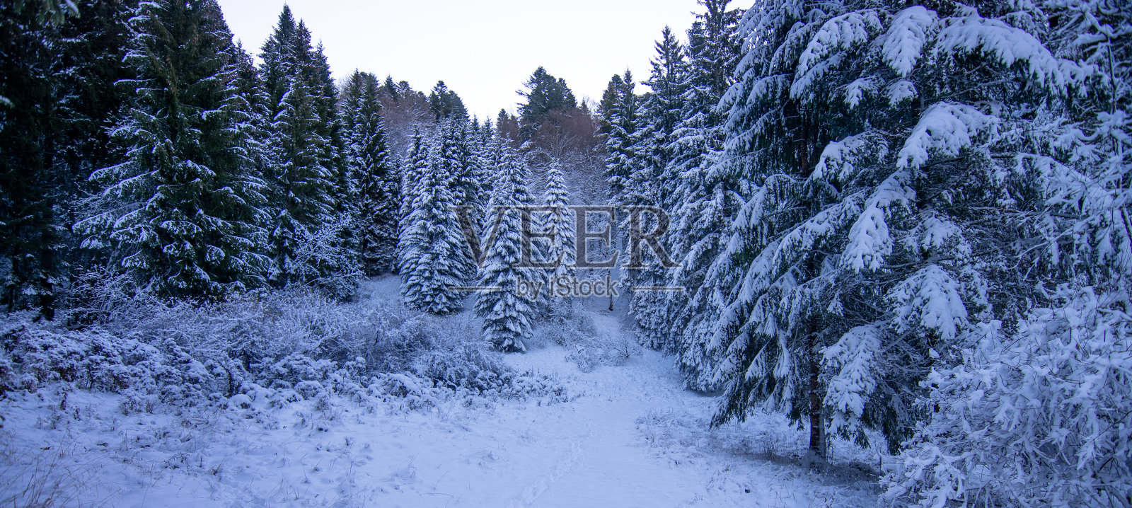 清晨的雪山照片摄影图片