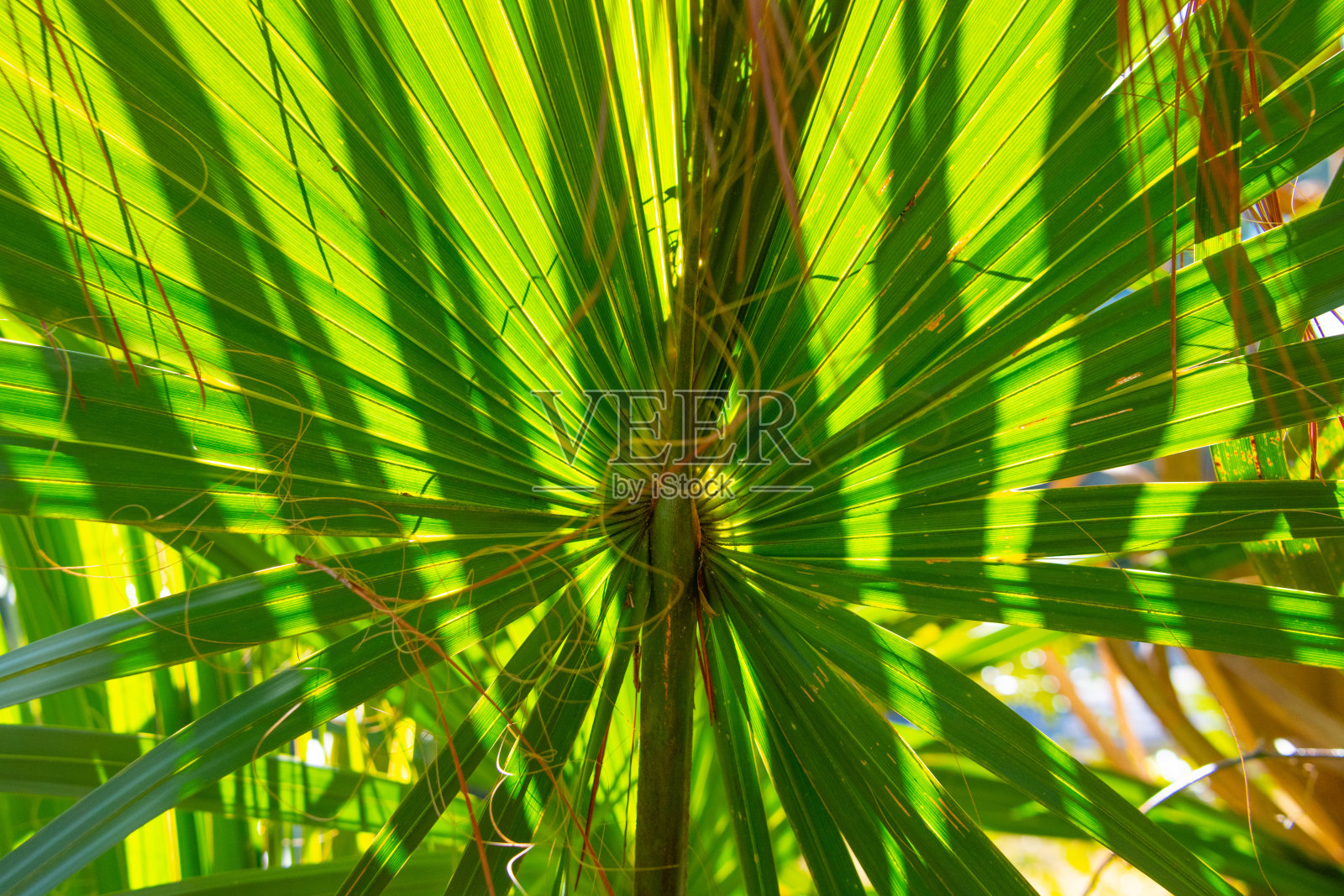 棕榈叶背光灯-希尔顿头,南卡罗来纳州照片摄影图片