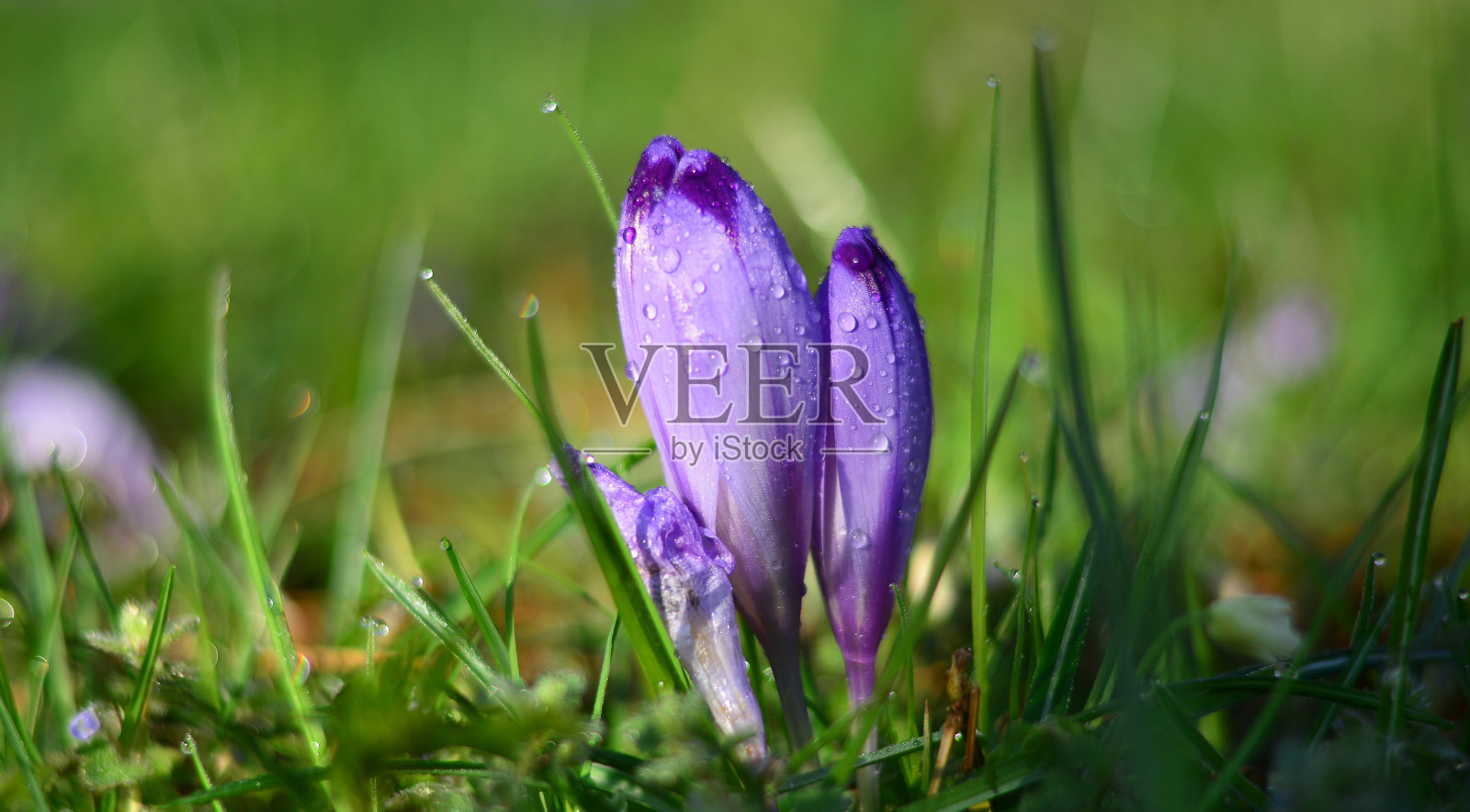 一束紫色的花照片摄影图片