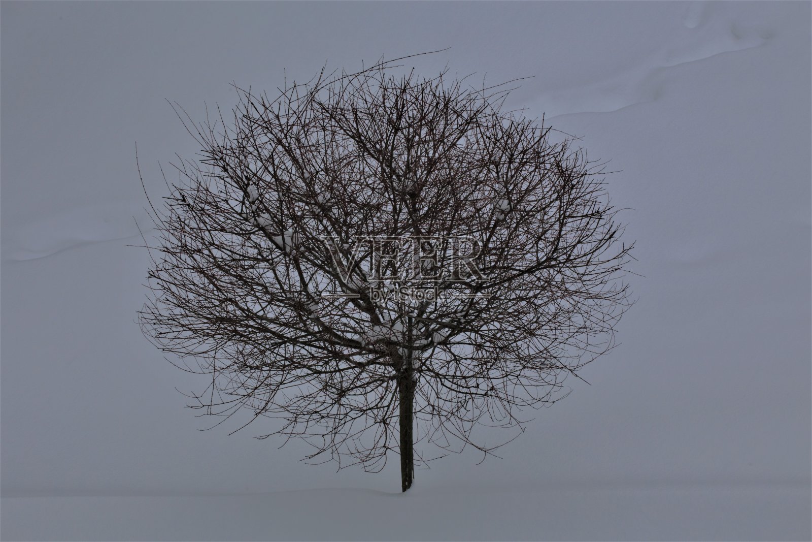 雪覆盖的树照片摄影图片