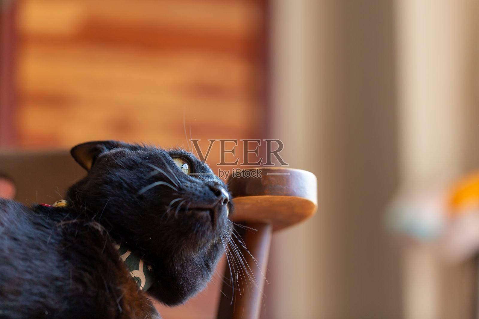 猫照片摄影图片