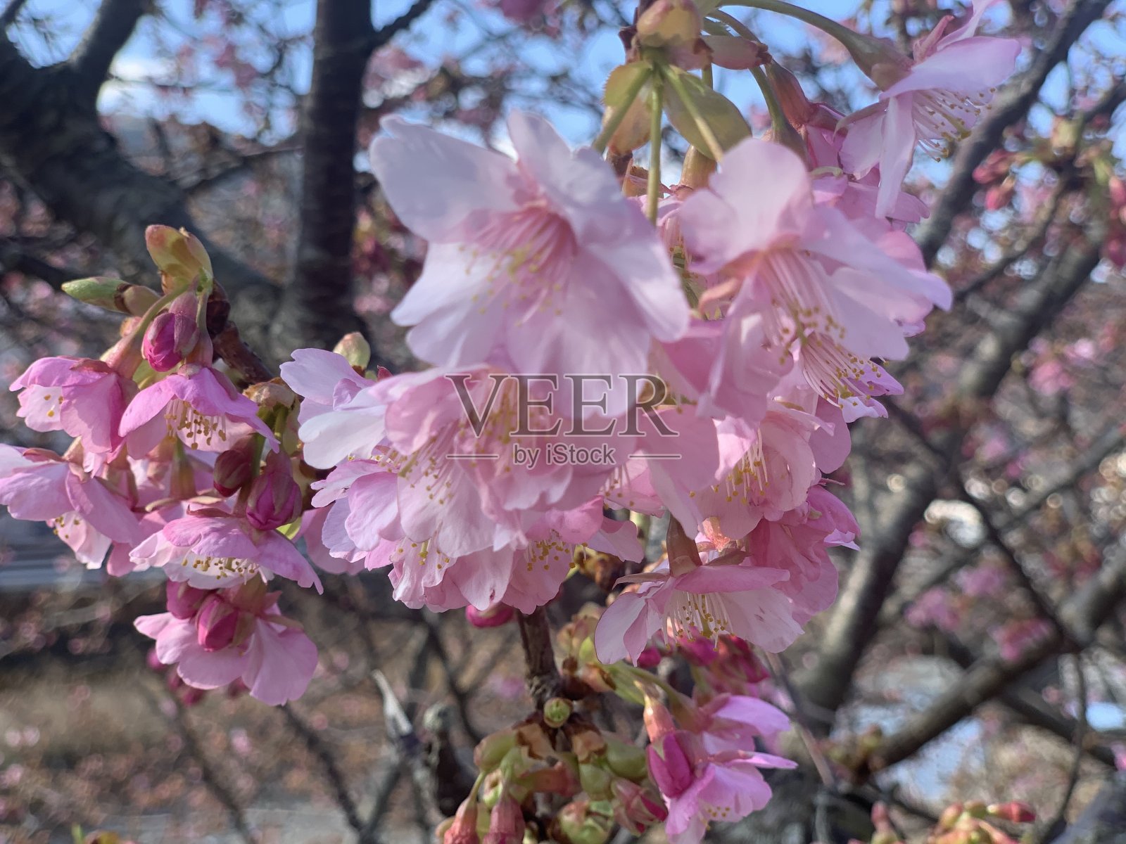 小鸟们在美丽的樱花上嬉戏照片摄影图片