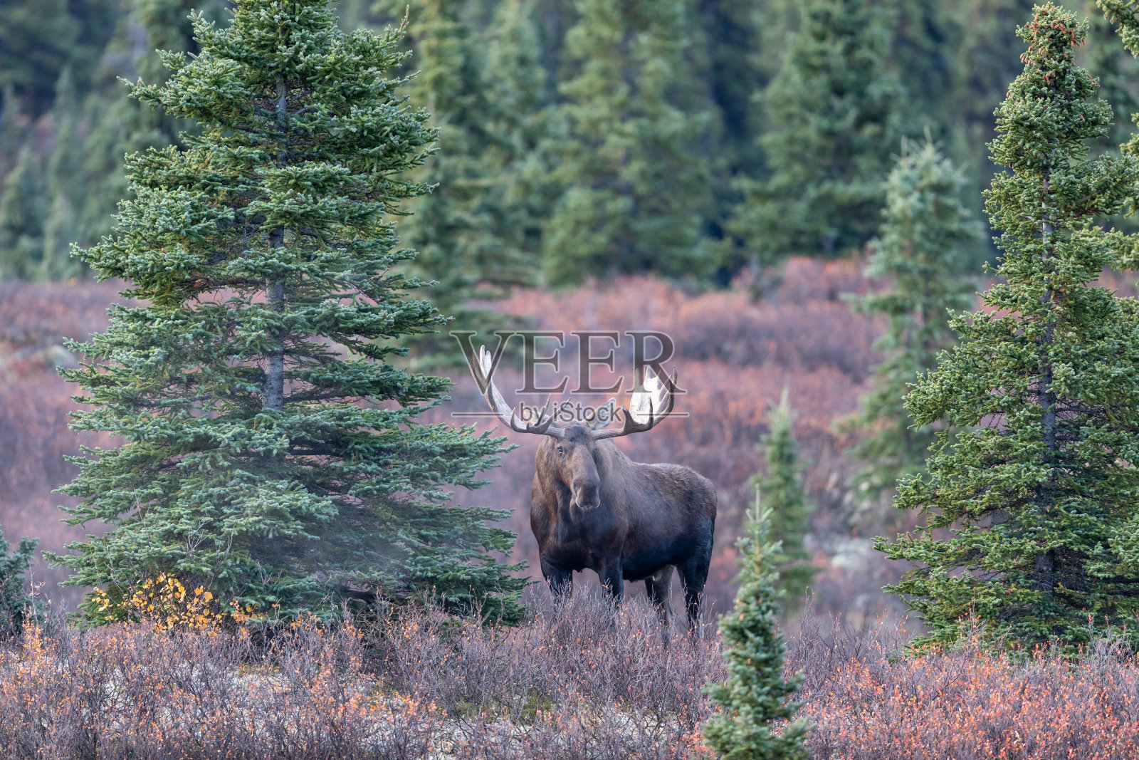 公牛阿拉斯加育空麋鹿在秋天照片摄影图片