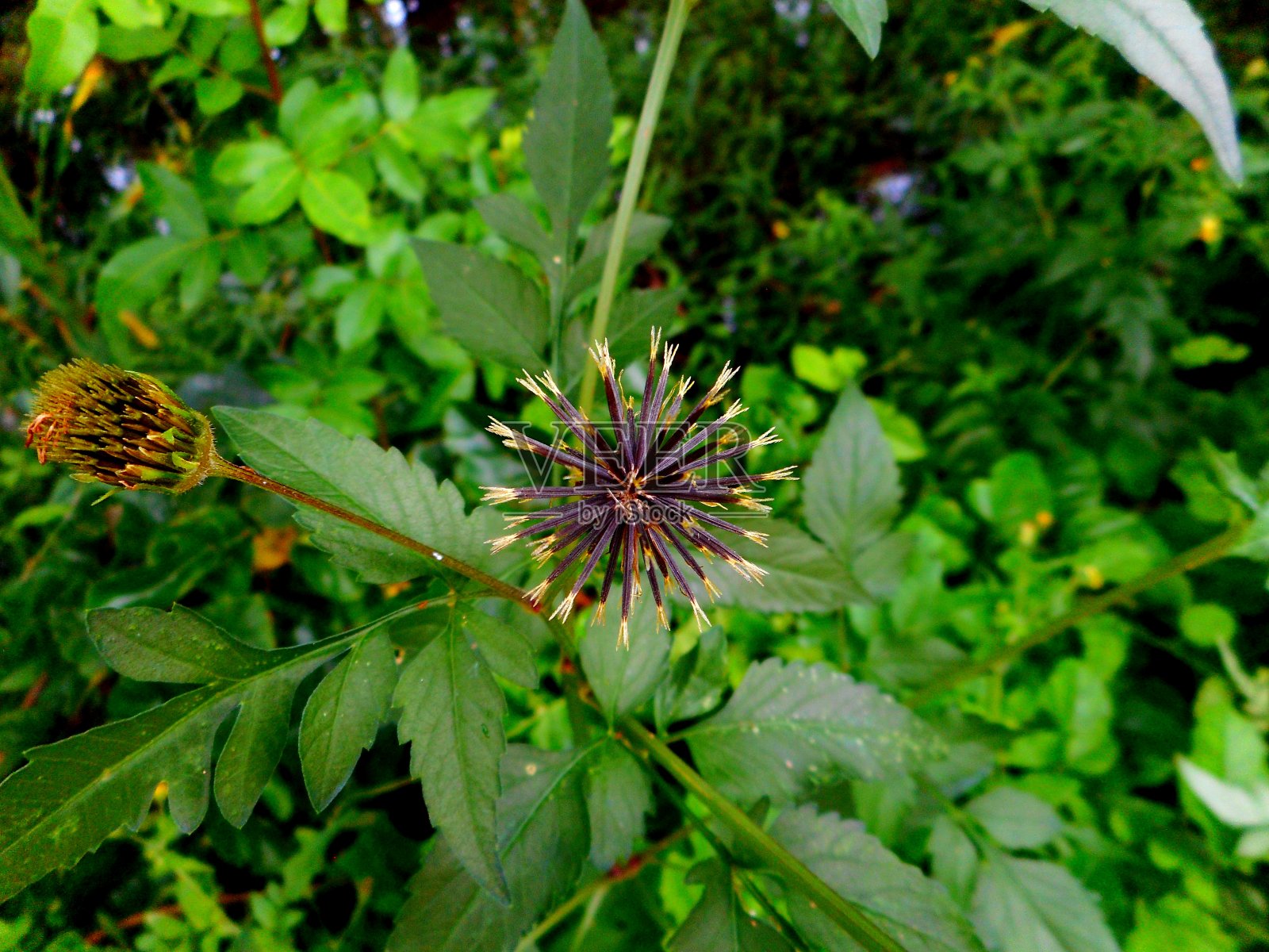 皮草bidens植物-皮草照片摄影图片