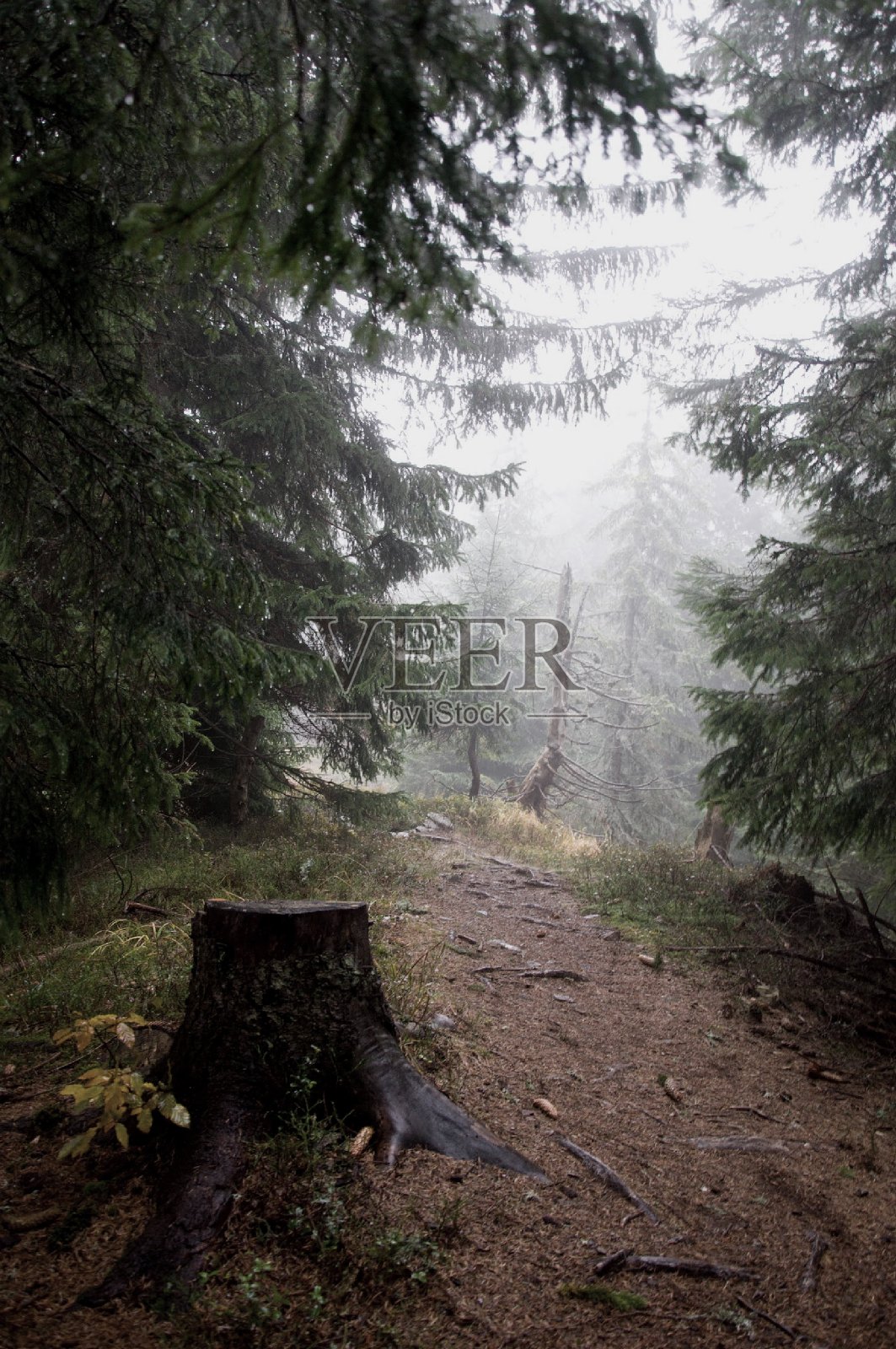 雾中黑暗的森林小径照片摄影图片