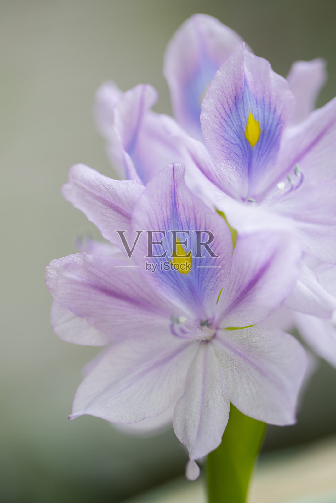 浮草的花照片摄影图片