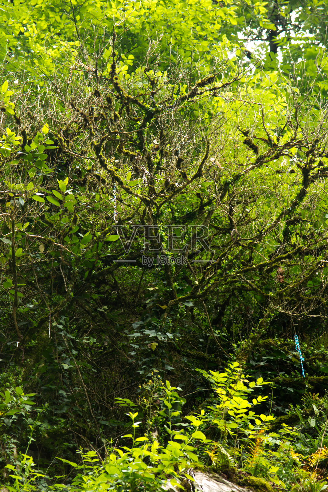 念珠挂在树上和岩石上在十字架之路的最后一站在卢尔德圣所照片摄影图片