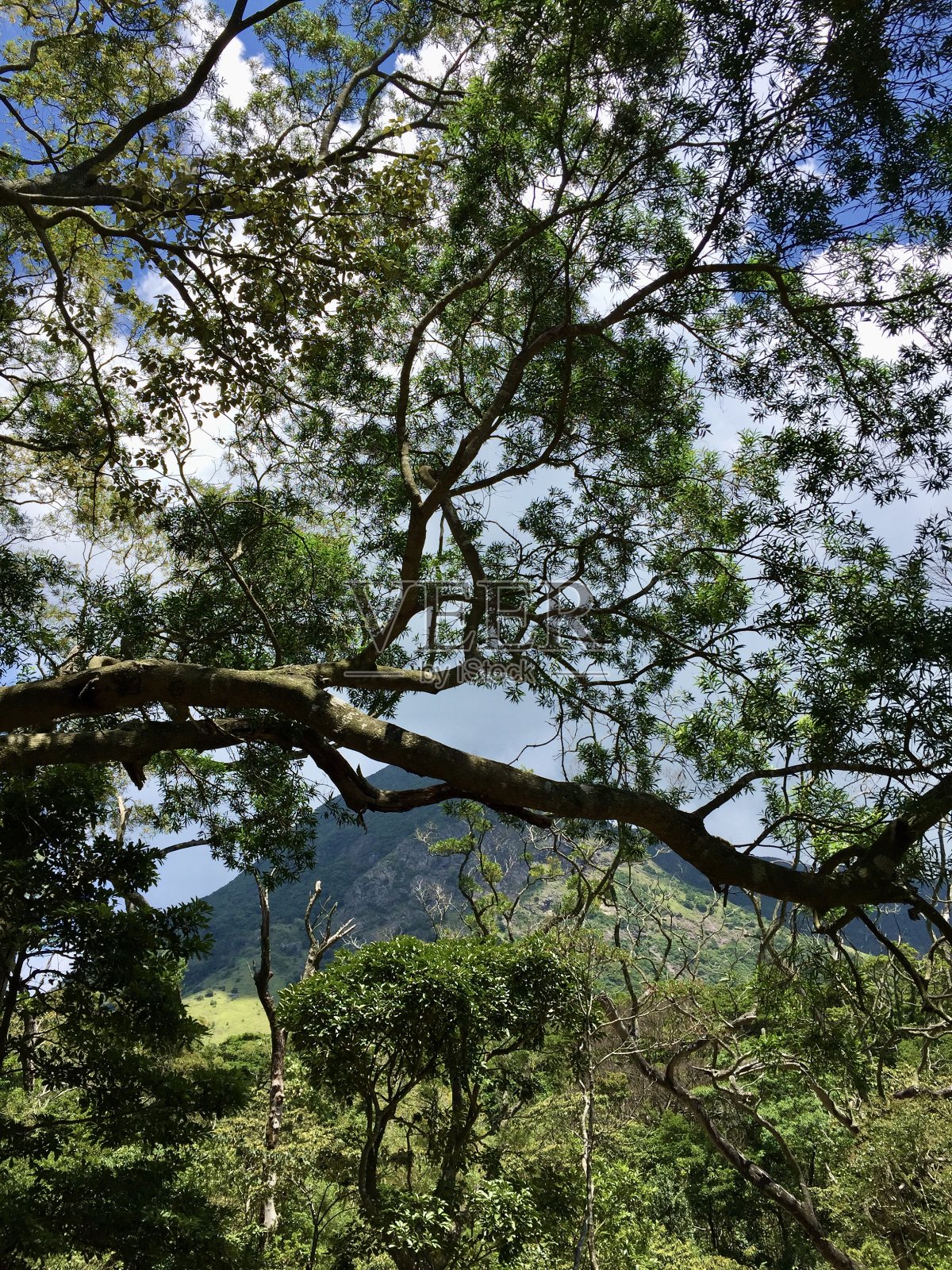 天坛大佛是一尊大型释迦牟尼铜像,于1993年落成,位于香港大屿山昂坪。照片摄影图片