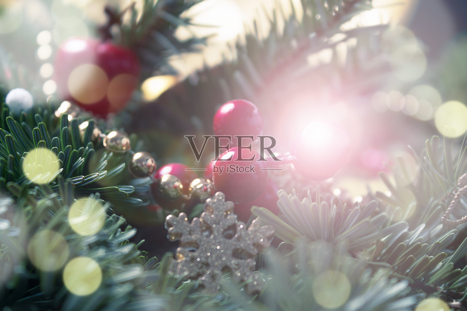 圣诞贺卡。散焦冷杉树枝,冬青浆果。照片摄影图片